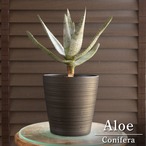 アロエ コニフェラ 幹立ち Aloe conifera 5号 陶器鉢 0922BK