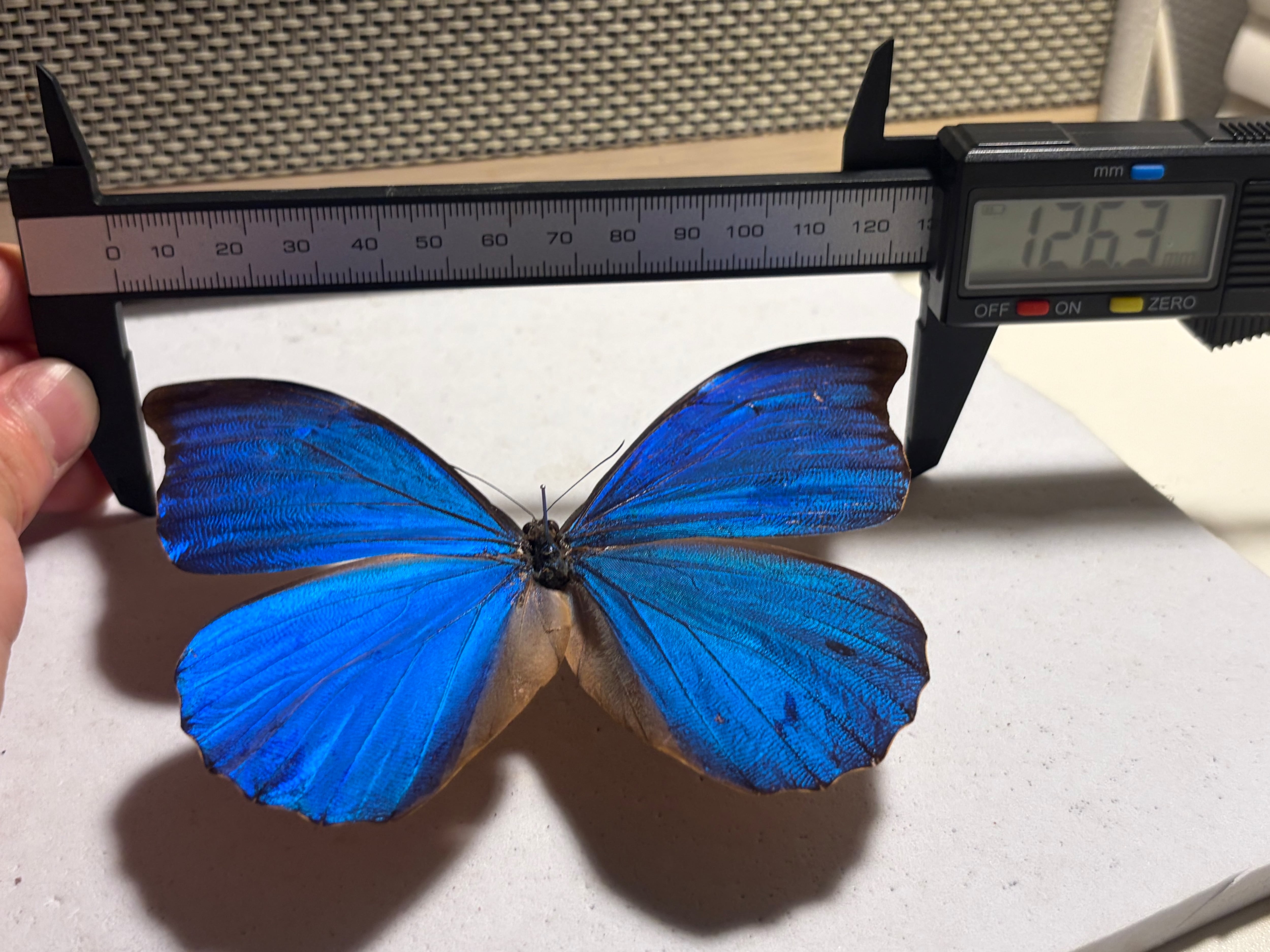 アナキシビアモルフォ 標本 蝶 チョウ Morpho anaxibia 外国産蝶標本