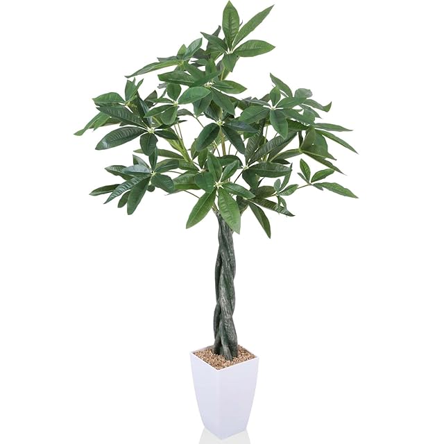 クワズイモ 観葉植物 | PAY ID