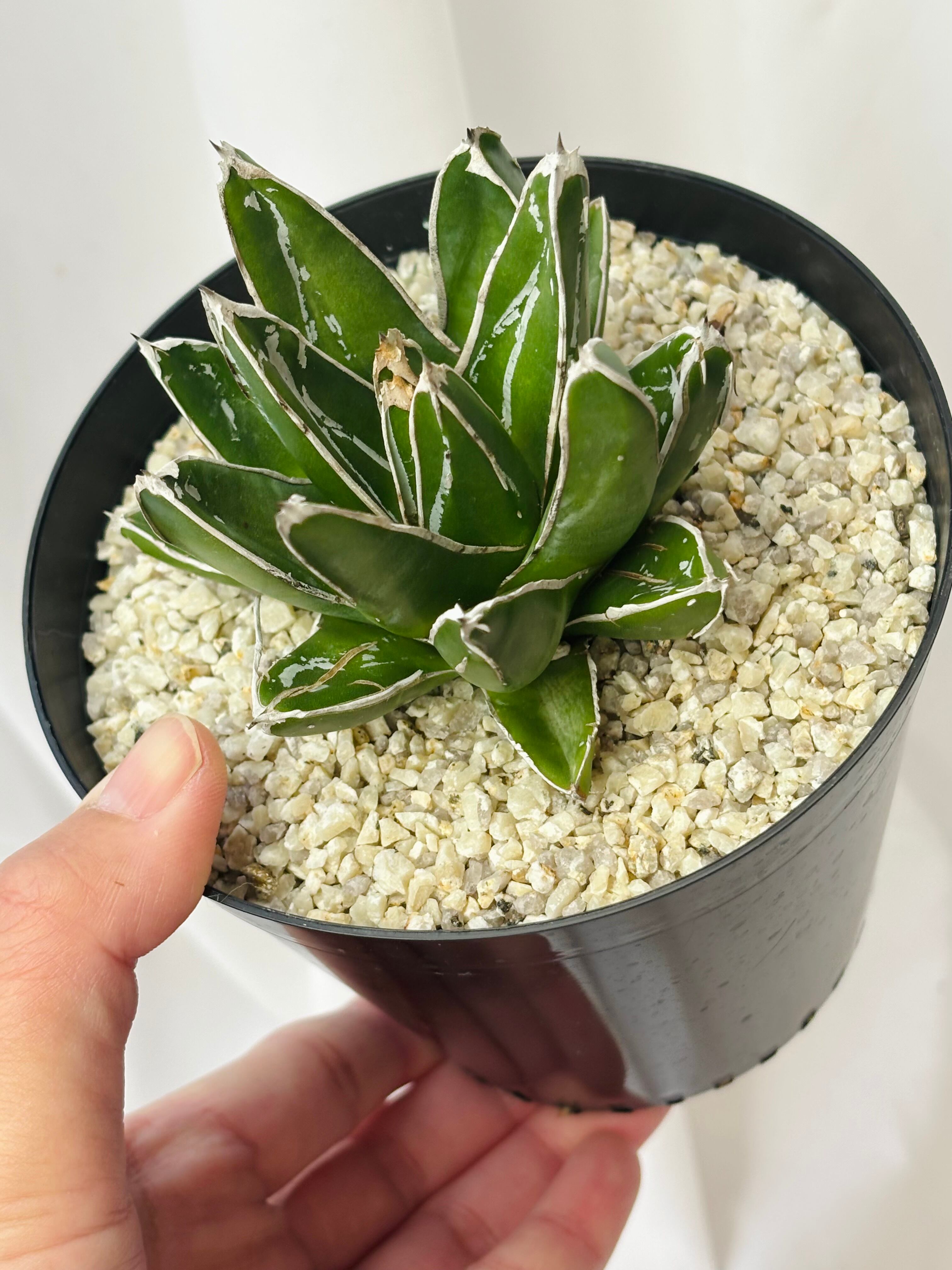 Agave victoriae reginae アガベ 笹の雪 多肉植物 | plants MARU