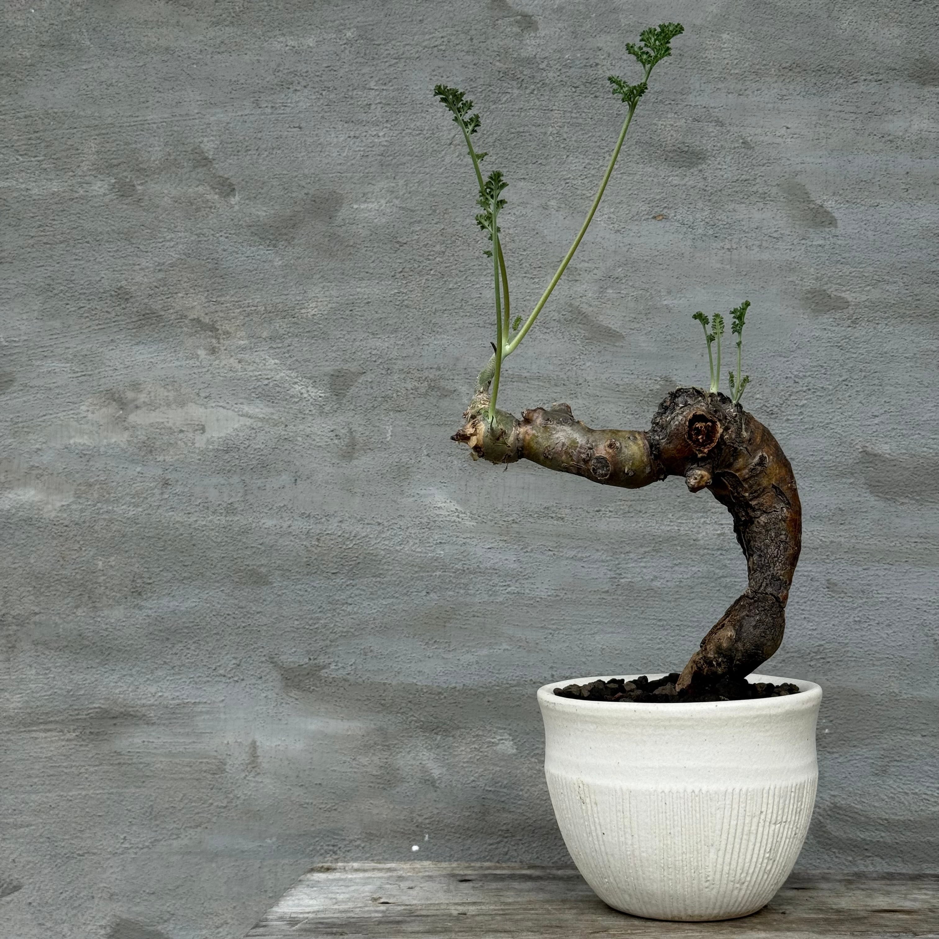 植物 | A-PLANTS