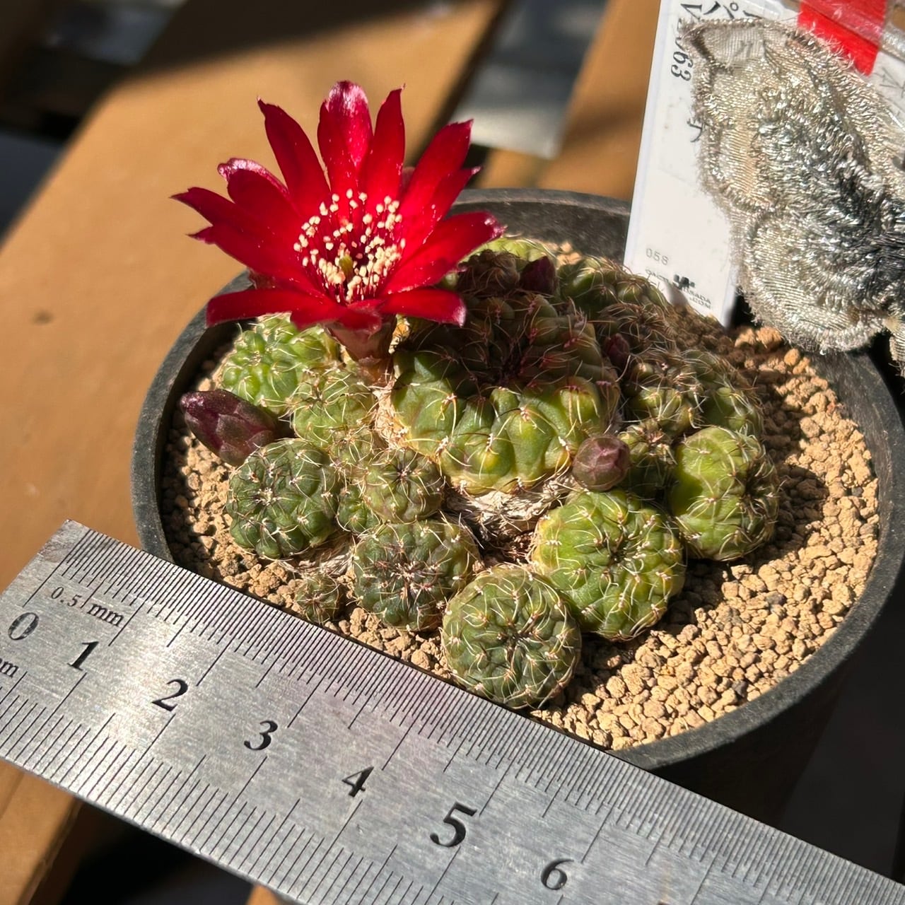 T)パソパヤナ スルコレブチア | RuPo 多肉植物専門店