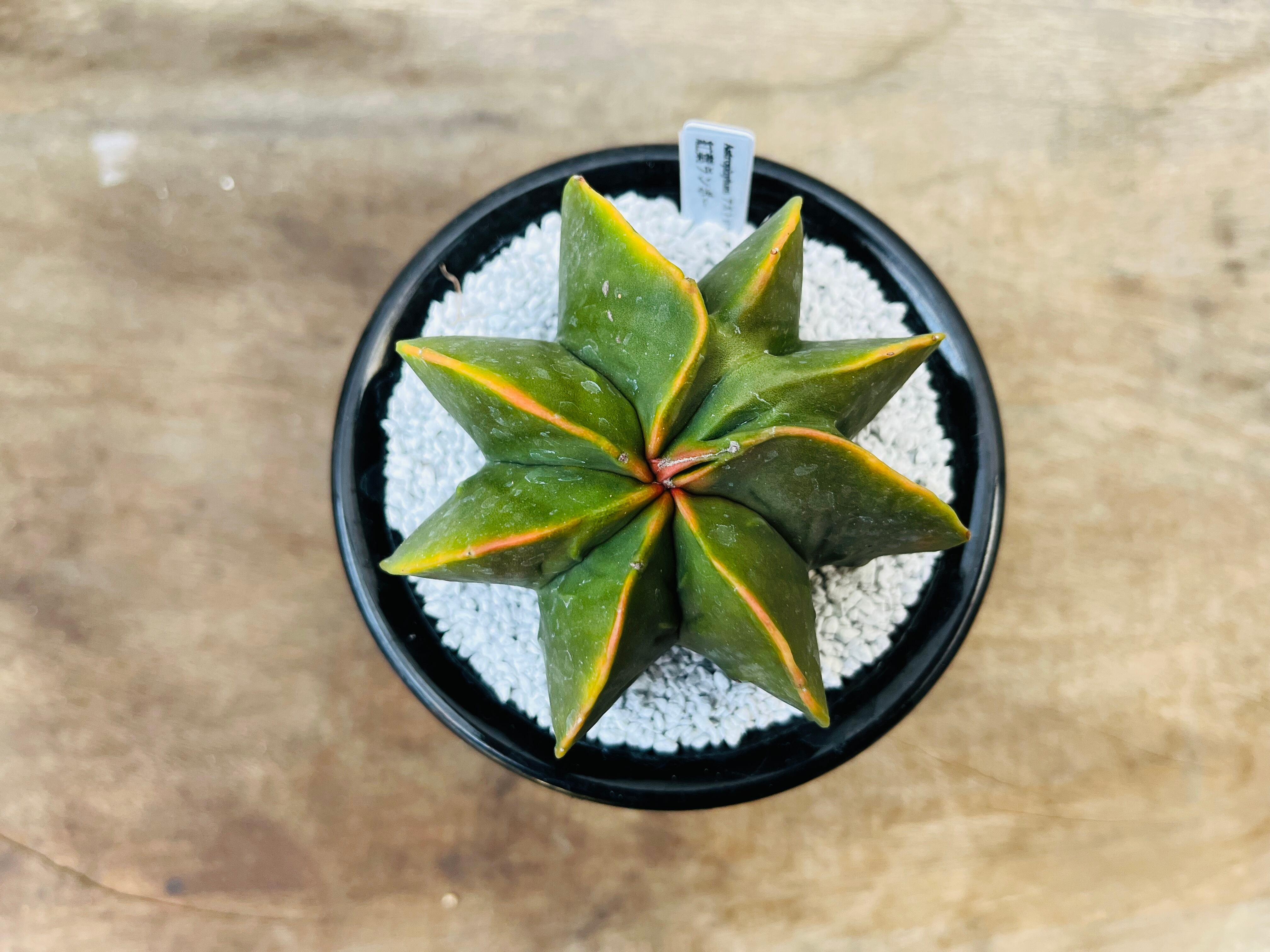 Astrophytum myriostigma アストロフィツム 紅葉ヘキラン 紅葉碧瑠璃