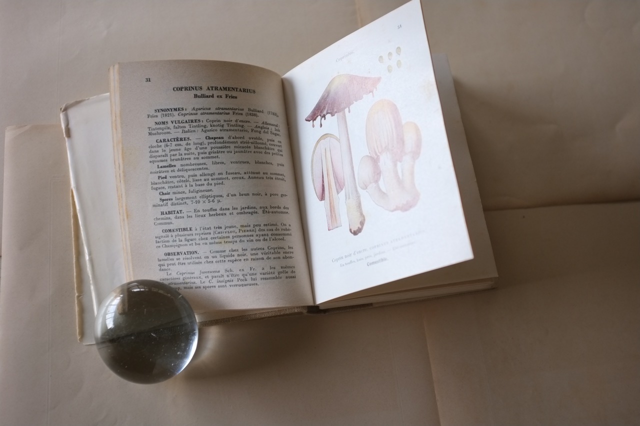 フランスヴィンテージ 1959s キノコ図鑑 Champignon de France