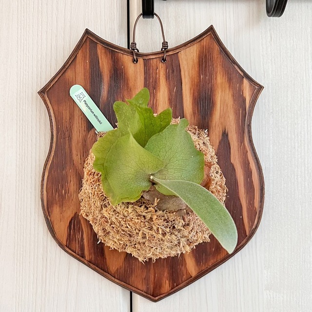 ビカクシダ ウィリンキー 板付 【観葉植物 室内 コウモリラン】