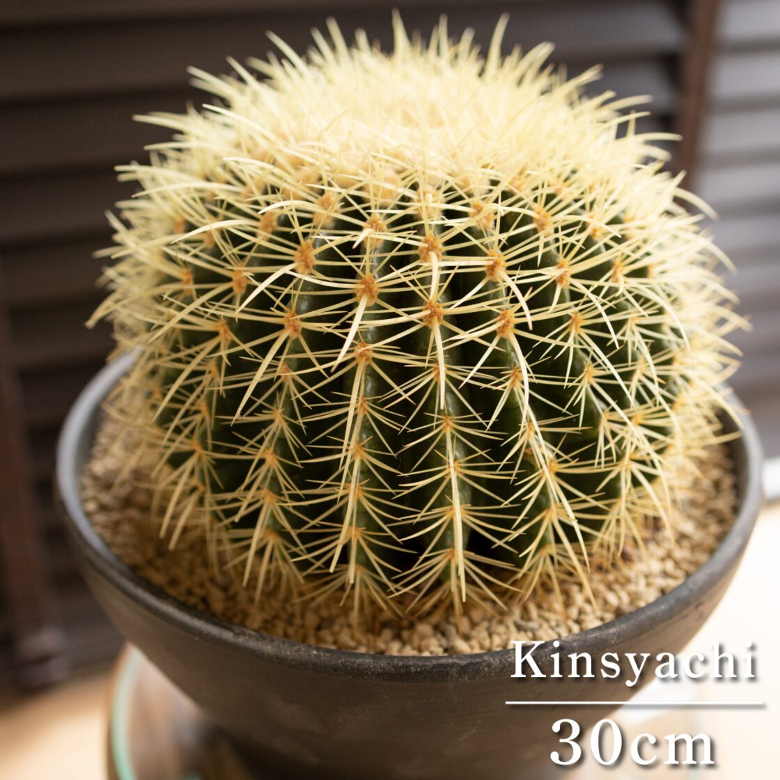 発根済】30cm 金鯱 サボテン 特大 10号 多肉植物 ドライガーデン 