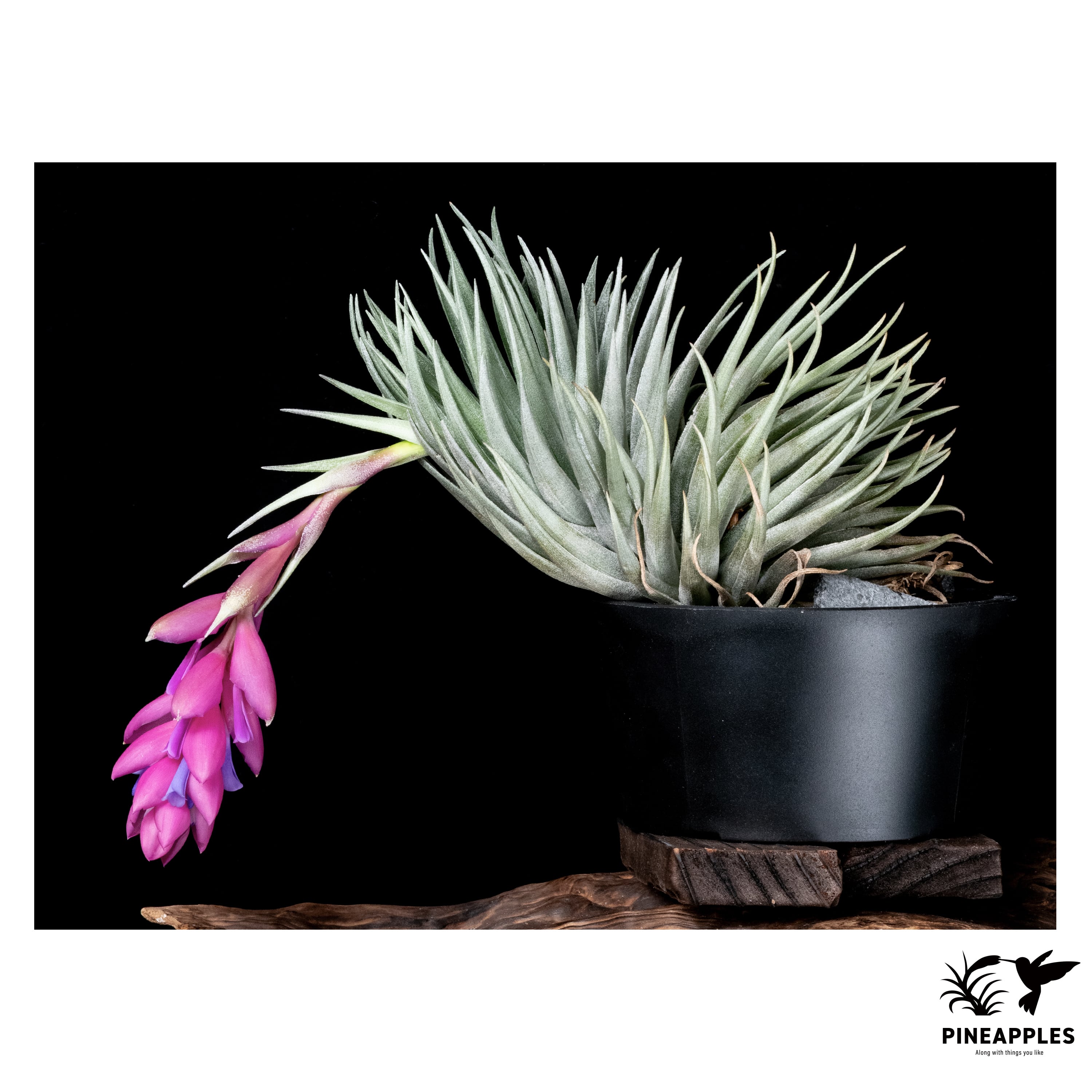 Tillandsia 速達発送 wild Carminea Tillandsia 'Curly Ex Clone Selected Specially Select' 'Red / Slim' ブロメリア・エアープランツ