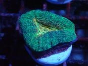 【一ヶ月熟成】Lobophyllia Corymbosa 17
