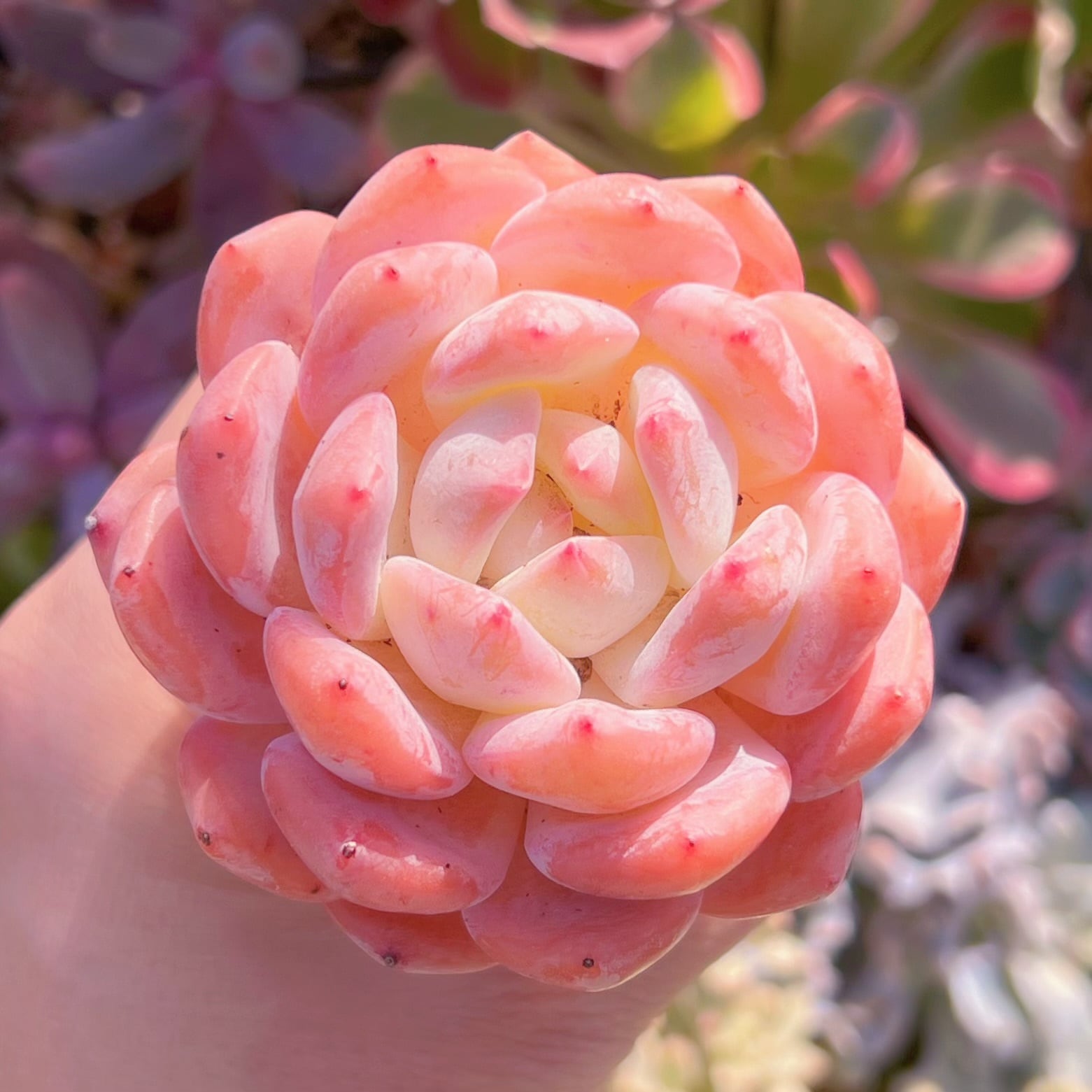 多肉植物　オレンジモンロー(1頭大苗)　新入荷　るる農園