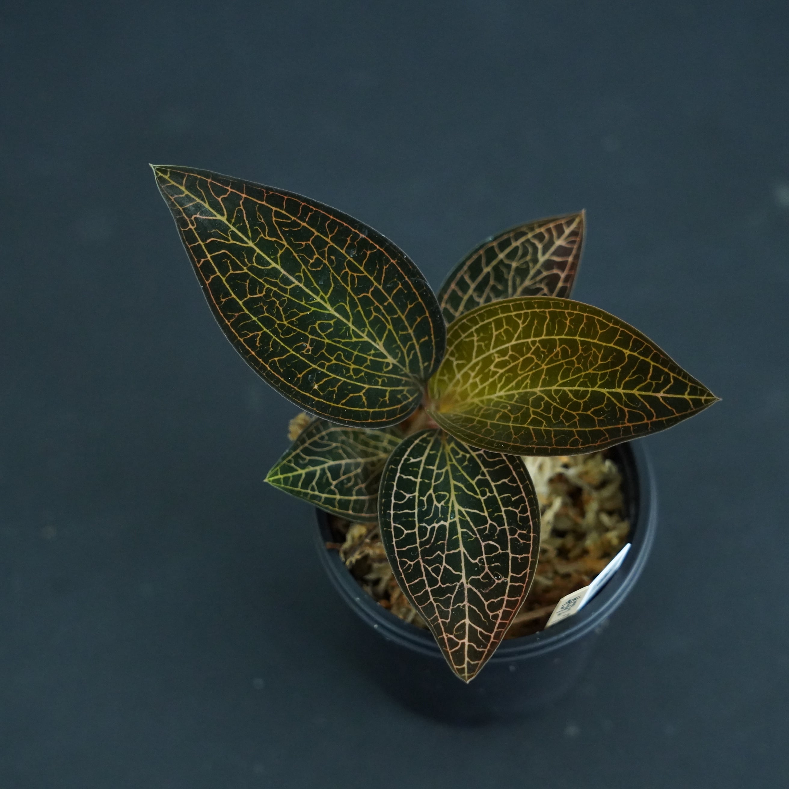 ◆現品◆ルドキルス【ジュエルオーキッド宝石蘭/石崎バイオ】#592