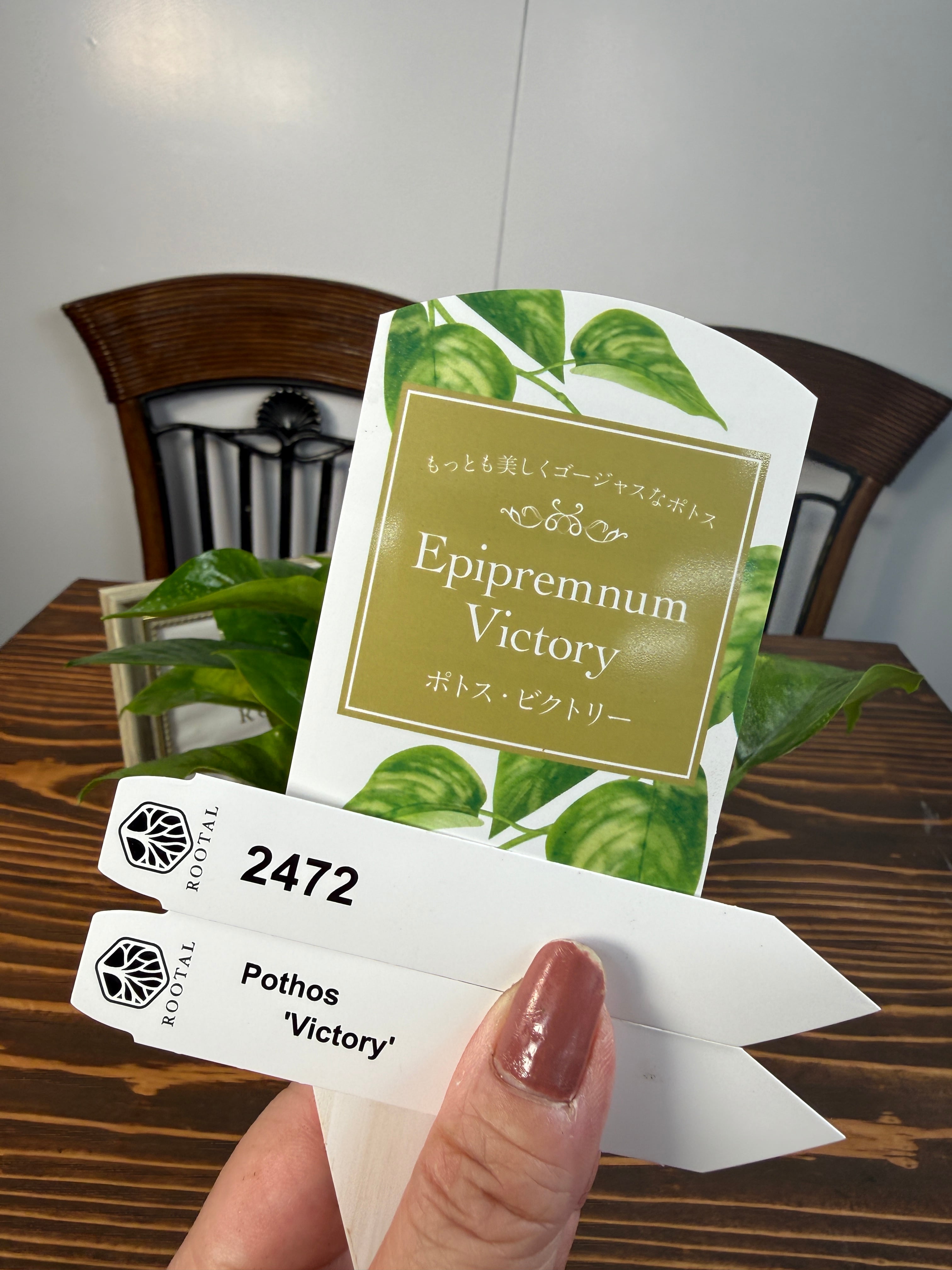 ★2472【独占販売!迷彩ポトス】ポトス ビクトリー(3号ポット)