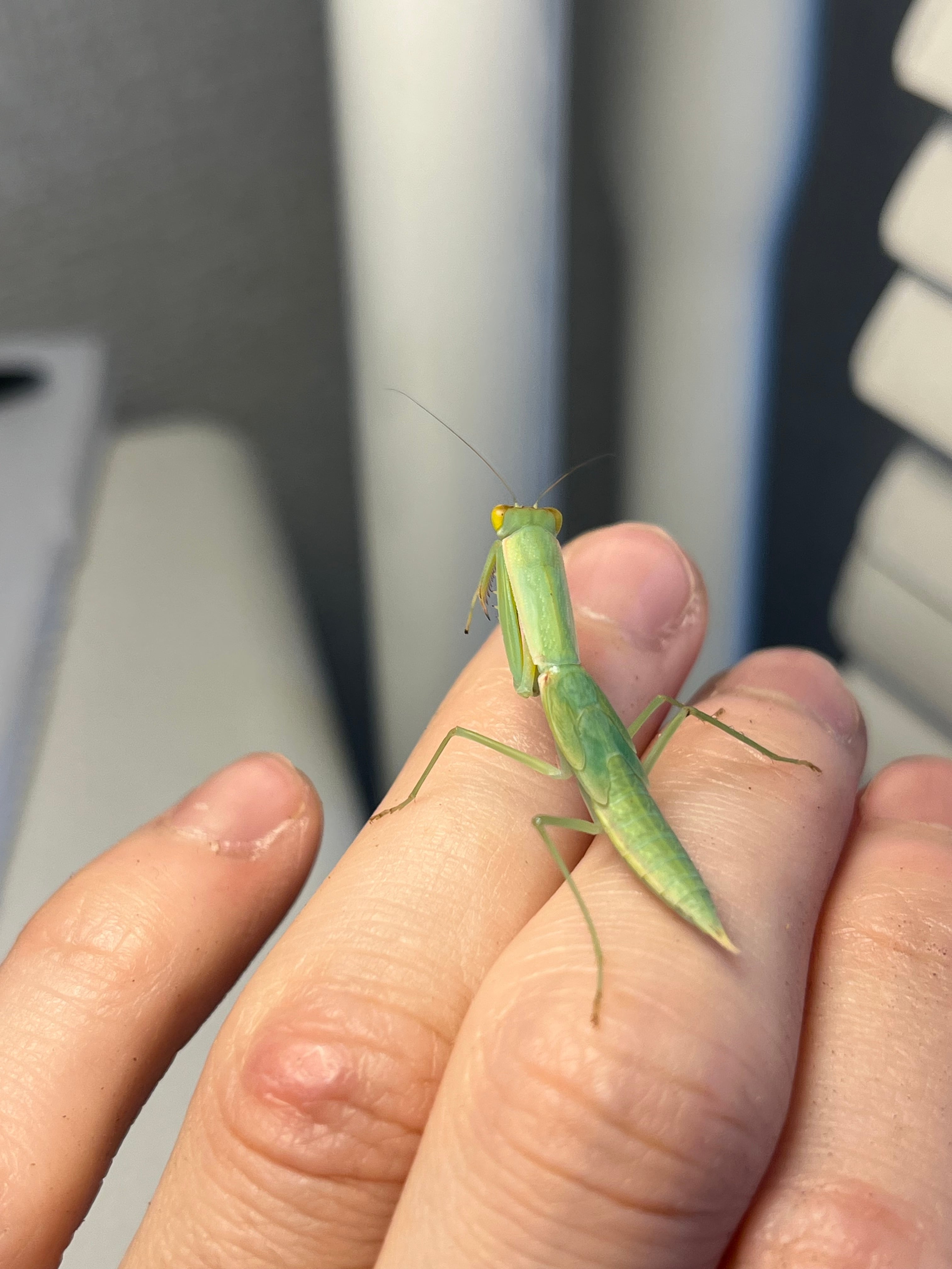 ♀生体】ナンヨウカマキリ スパイダーマンティスヒヨケムシ