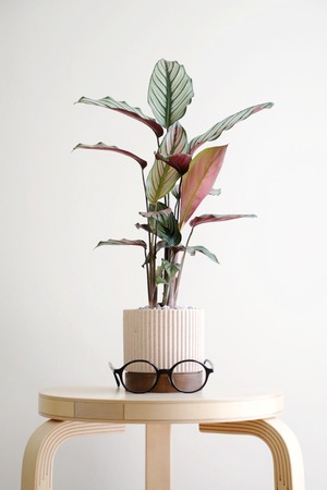 【M】カラテア ホワイトスター/Calathea White star