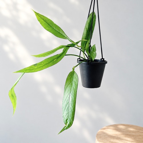 アンスリウム ビッタリフォリウム ハンギング 観葉植物 calm cafe