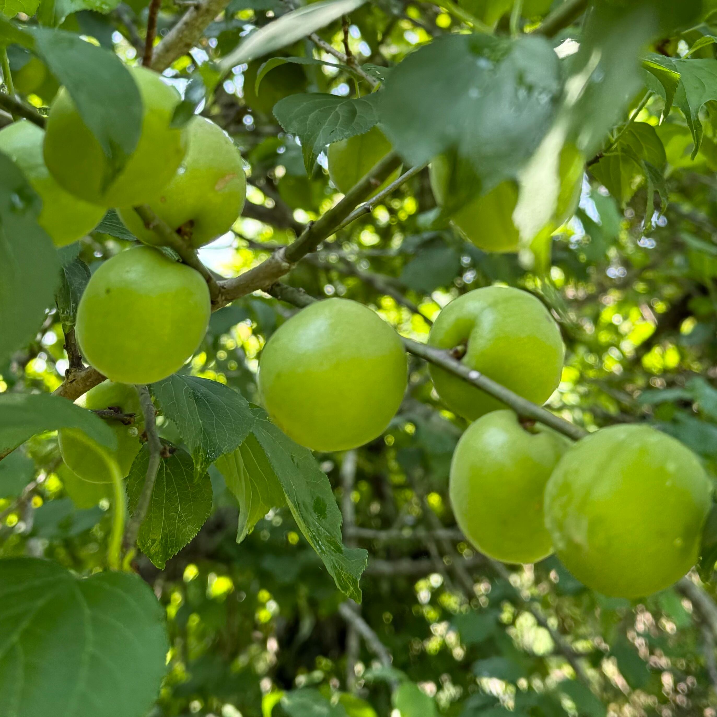 梅 | 自然栽培の梅と柑橘 ひ と みず