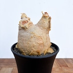 Cyphostemma uter var. macropus【キフォステンマ・ウター・マクロプス】