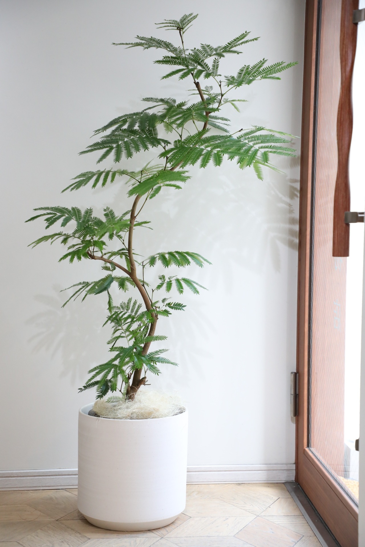 【L/139cm】【渋谷区周辺エリア/配送料無料】エバーフレッシュ /Pithecellobium confertum ever fresh