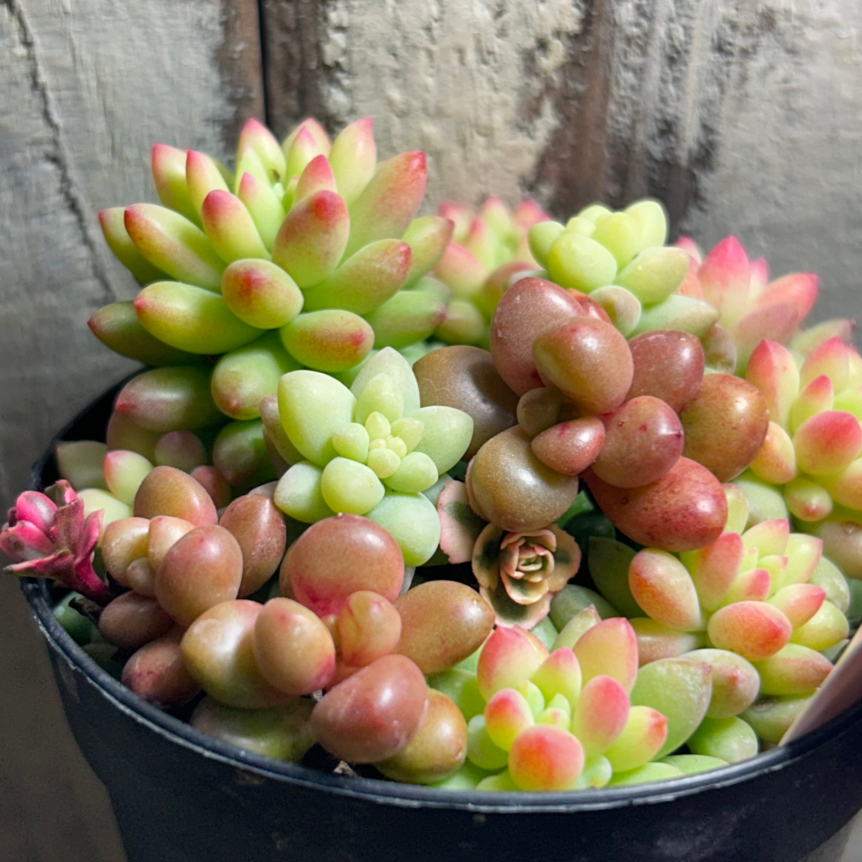 RuPo寄せ植え(黒ポット | RuPo 多肉植物専門店