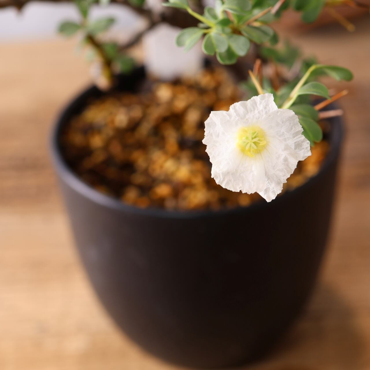 337トゲの中に映える白花『モンソニア バンデリエティアエ』観葉植物