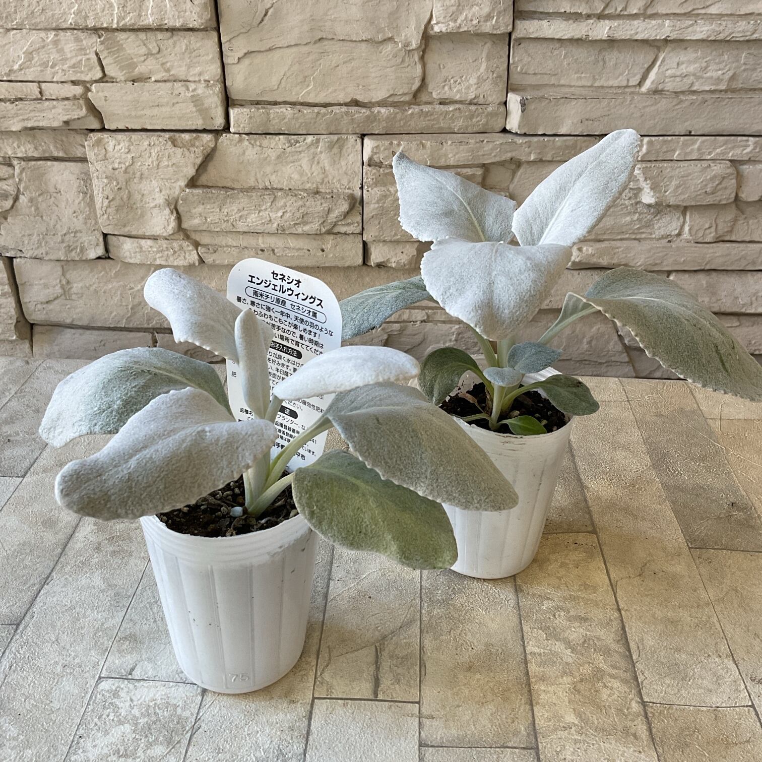 セネシオ エンジェルウィングス 橋本種苗園