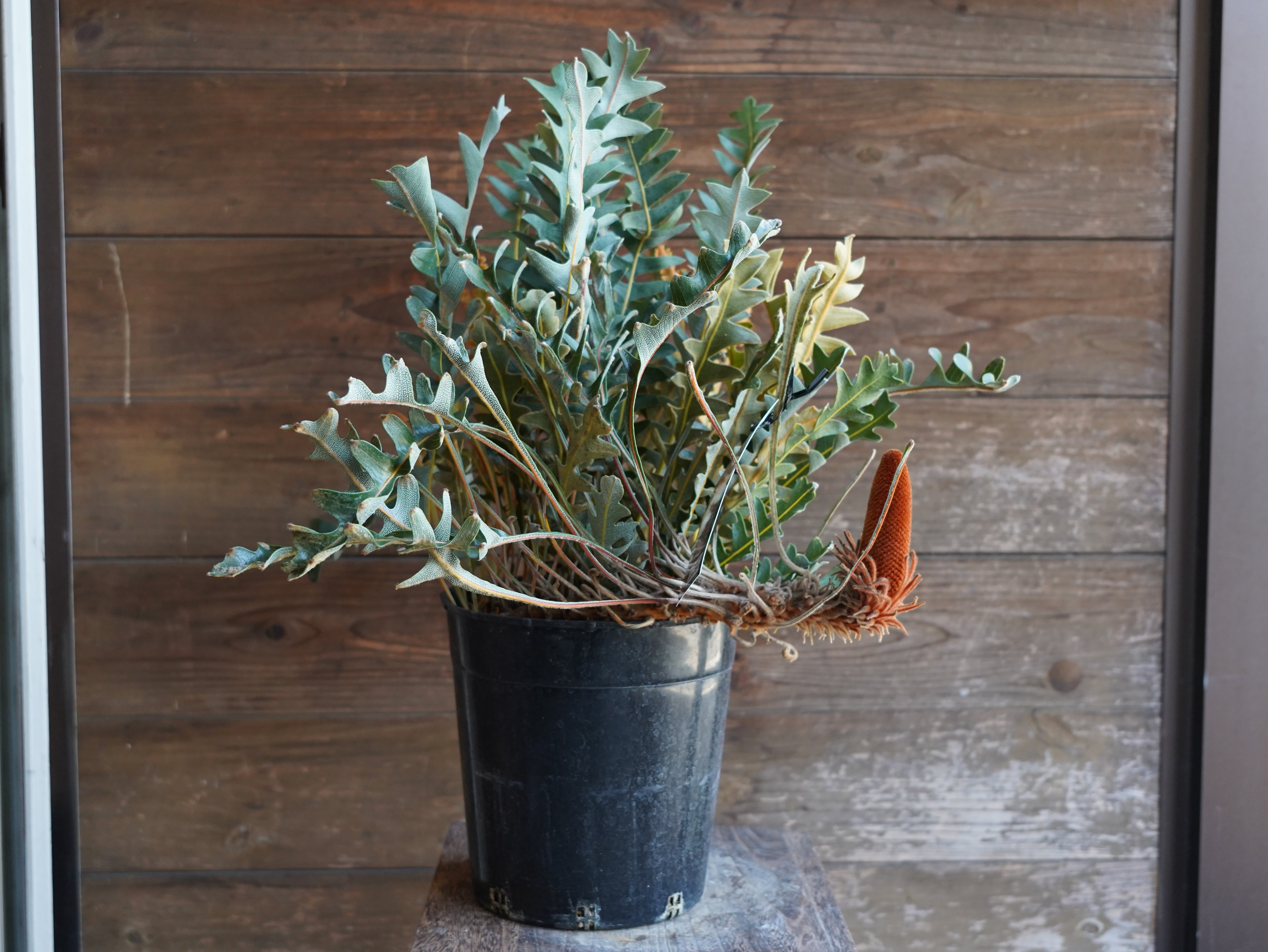 【現物】バンクシア　"ブレイクニフォリア"　