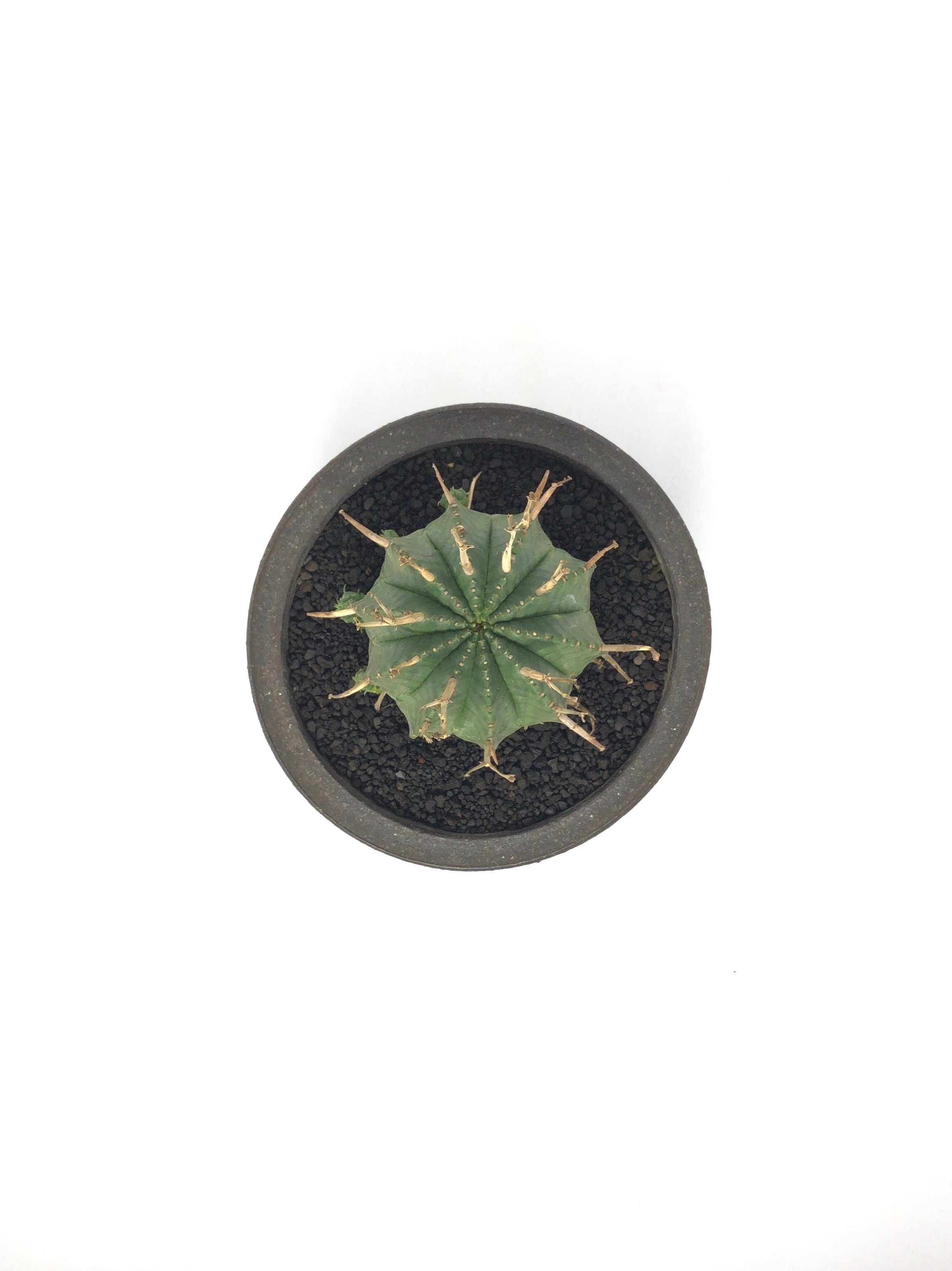 ユーフォルビア・仔吹きバリダ | trigger