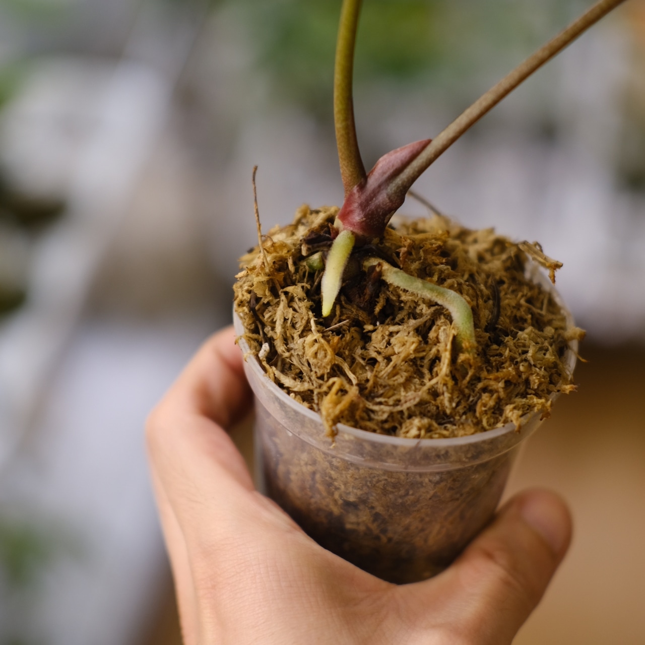 【希少】A.Zara Michelle × A.dressleri RG / アンスリウム・ザラ ミシェル×ドレスレリ レッド グリーン