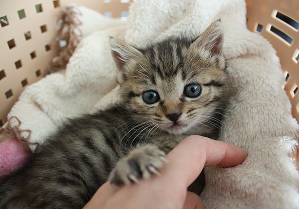 猫 ポストカード The Cat who....子猫の桃 10x14.8センチ(cm)官製はがきサイズ 猫写真 はがき ねこ葉書 ネコハガキ Postcard