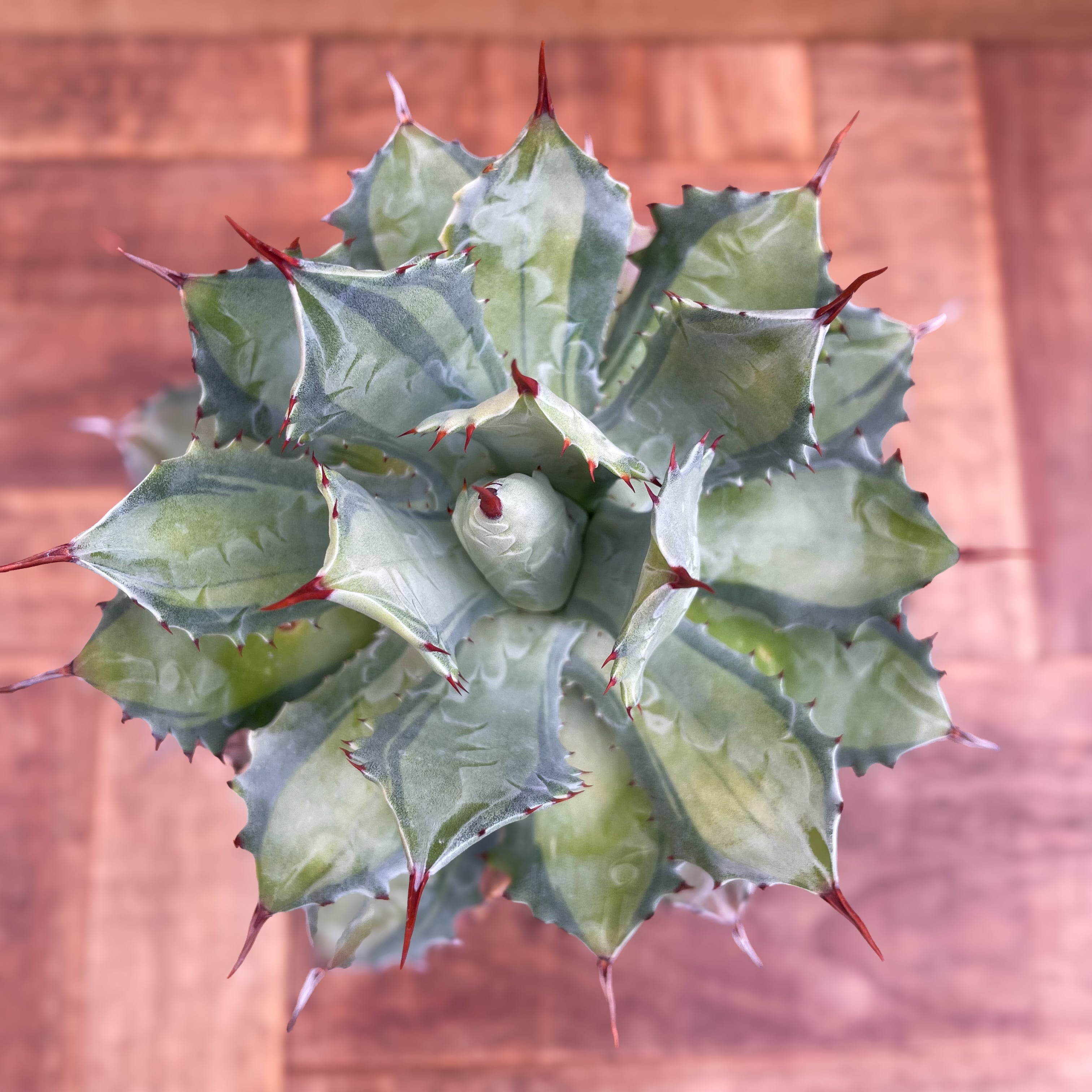 Agave potatorum 'Becky【アガベ・ポタトラム・姫雷神】 | RIMO'S