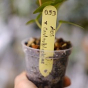 Anthurium Carlablackiae × A. Ace of Spade / アンスリウム カーラブラッキー × エース オブ スペード │観葉植物