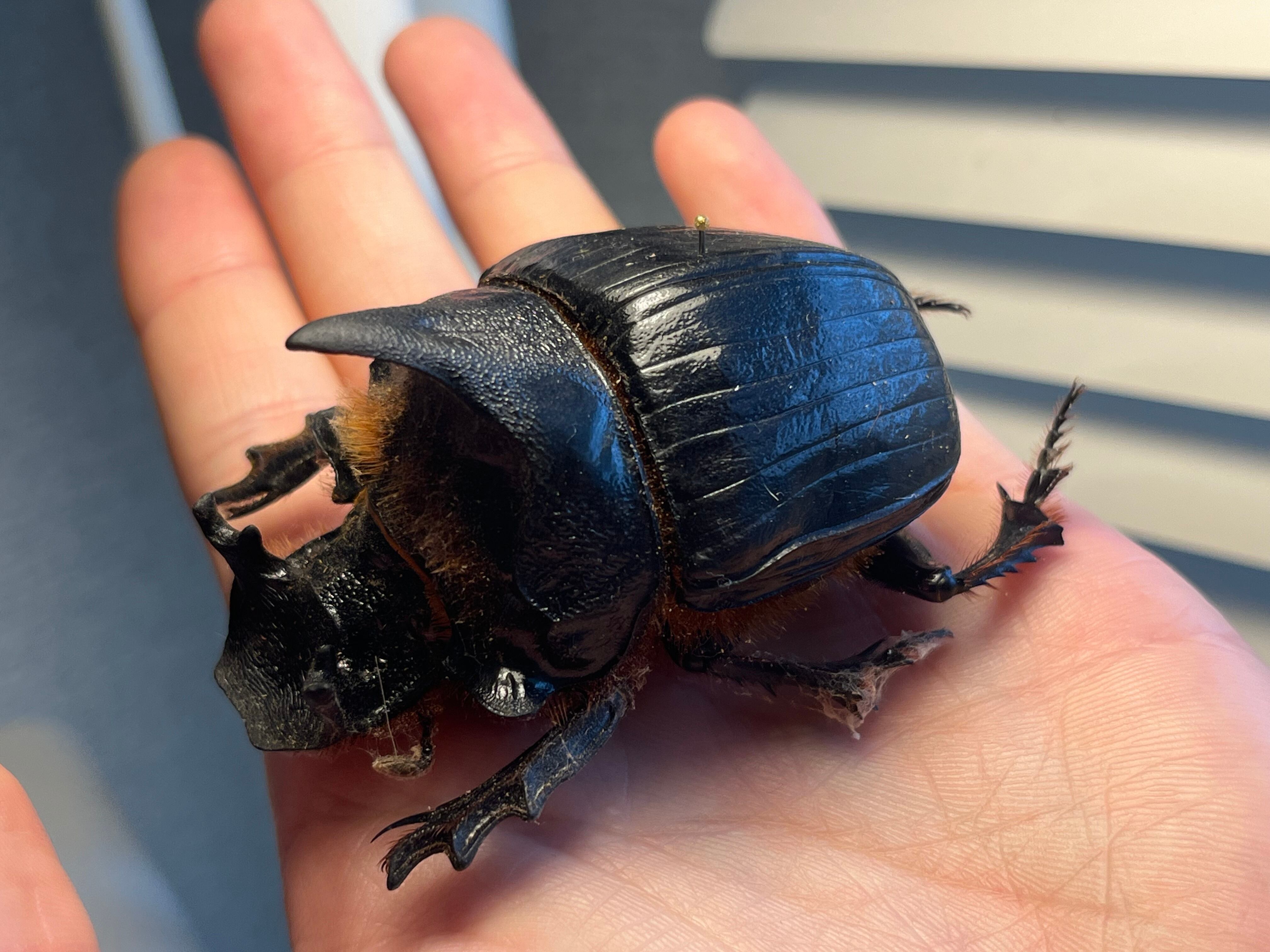 糞虫最大種】テイオウナンバンダイコクコガネムシ ♂65mm フンチュウ