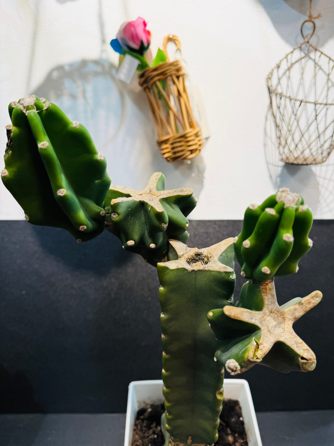 柱サボテン・ブランチ 7号 | 観葉植物と雑貨のお店 VIVAGREEN