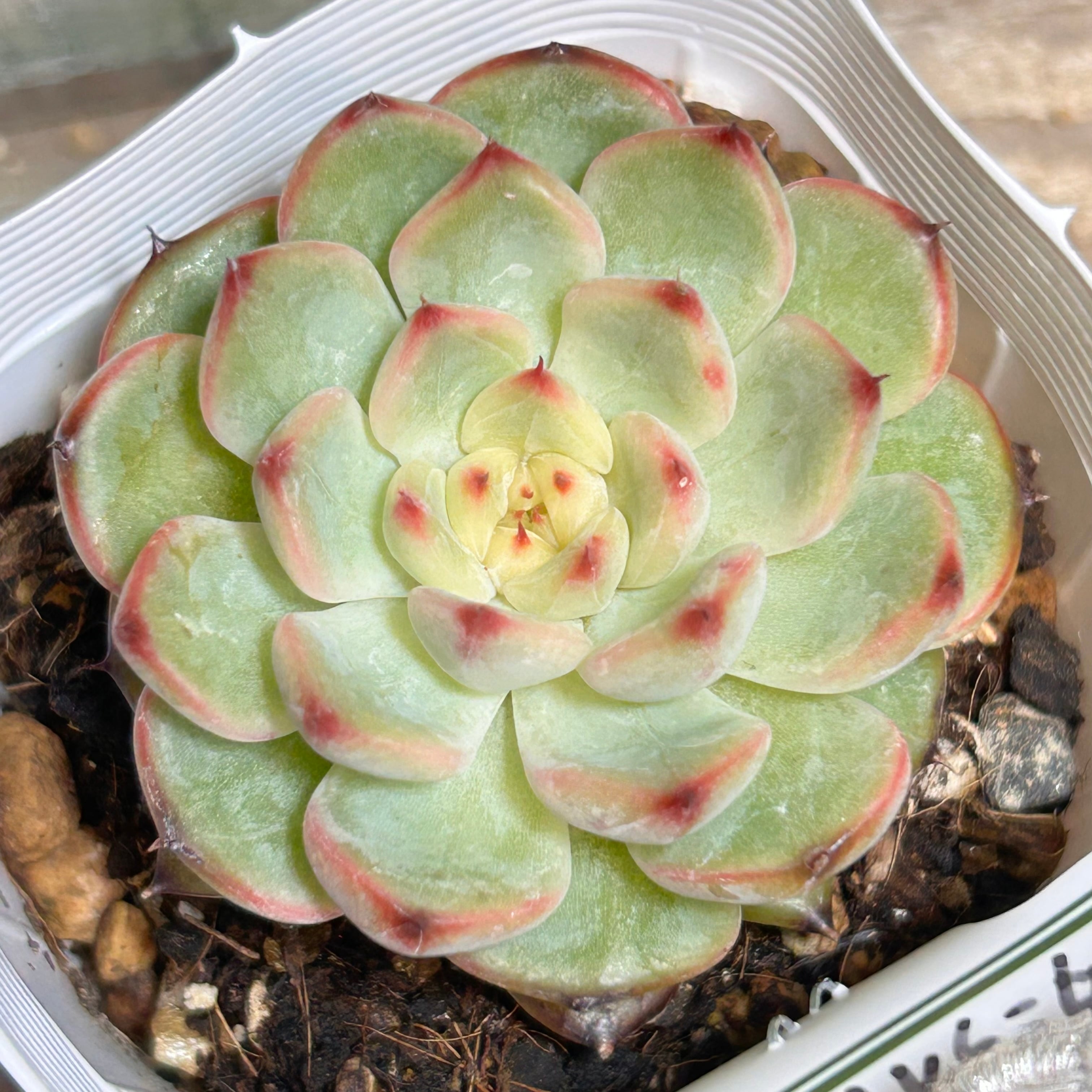 オルペット | RuPo 多肉植物専門店