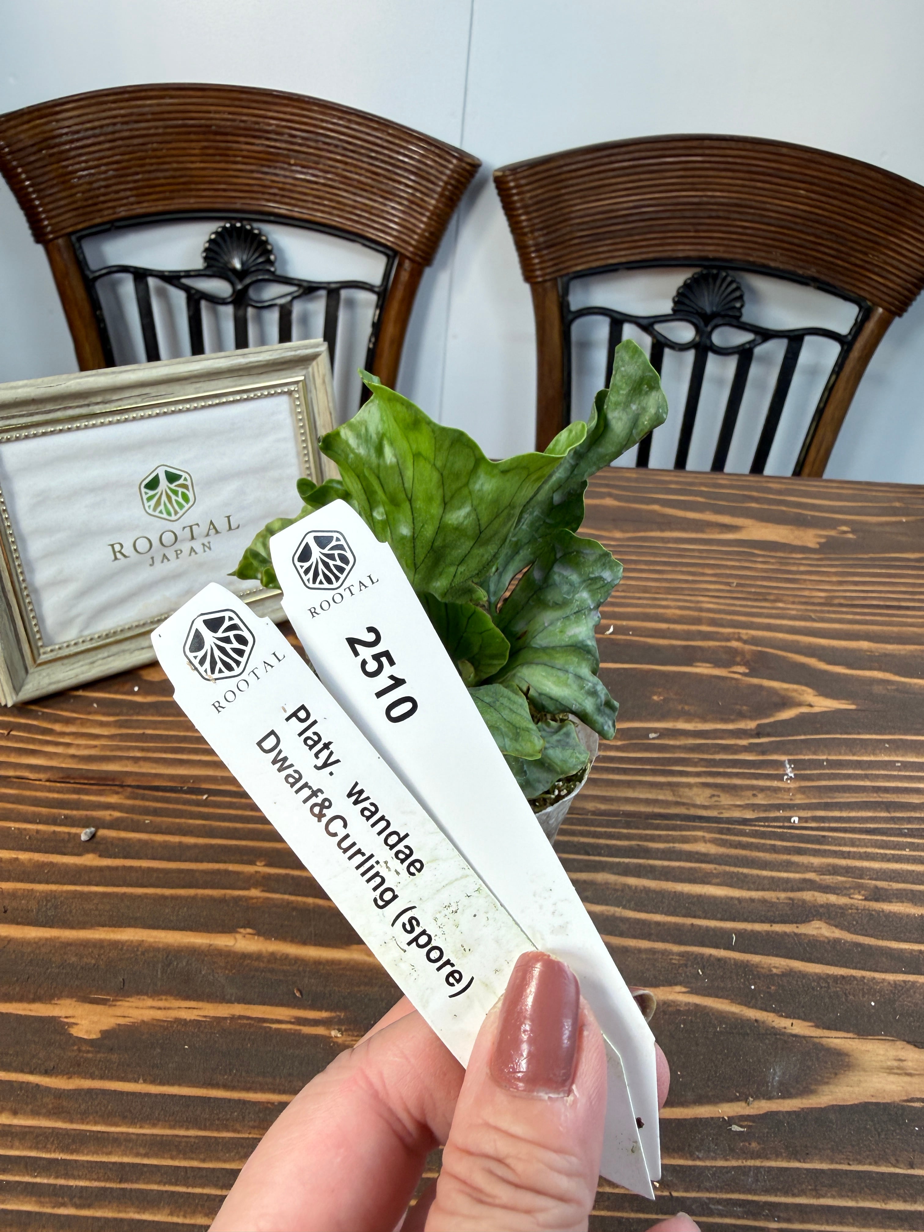 ★2510【くるりと舞うワンダエ】ビカクシダ ワンダエドワーフ&カーリングspore(2.5号ポット)