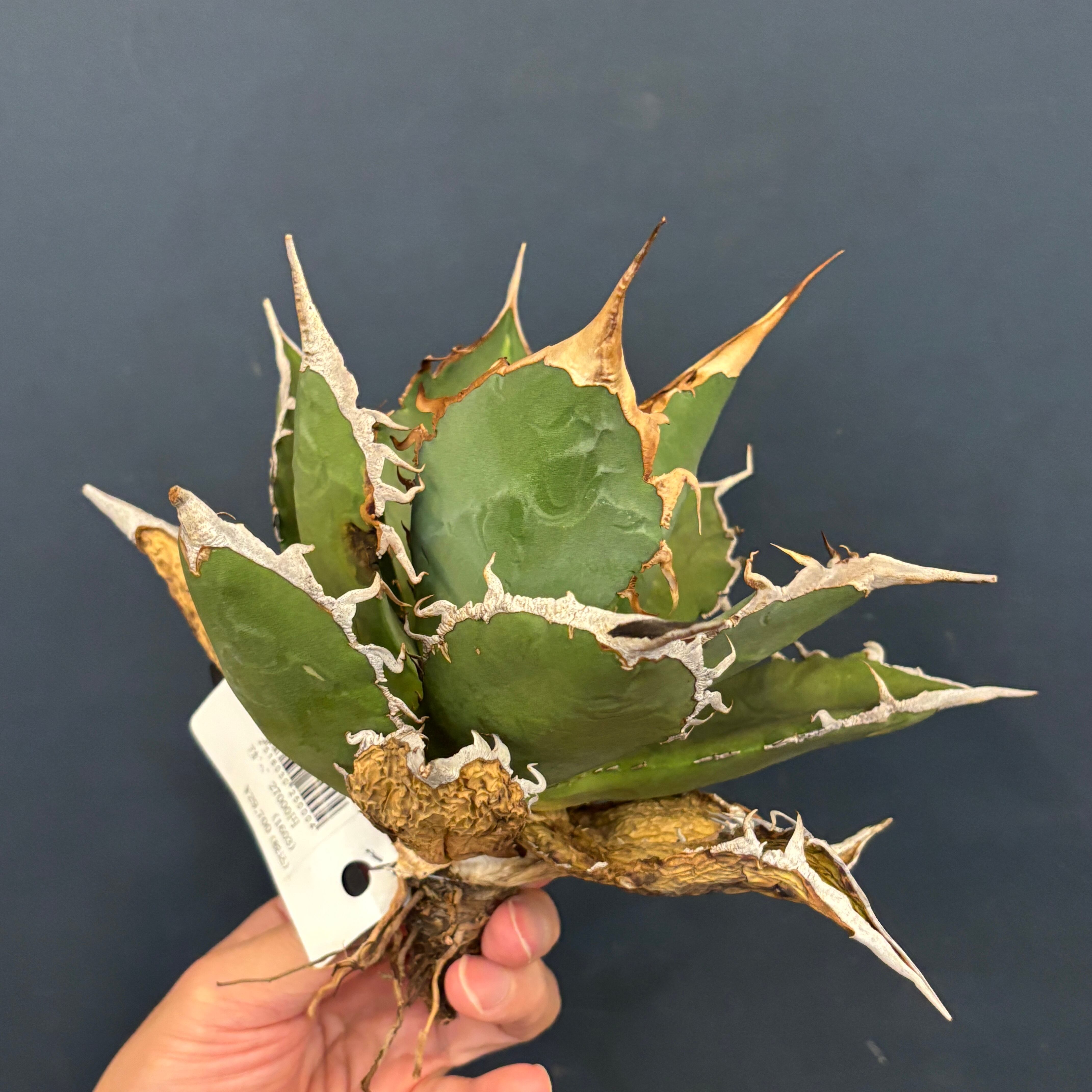 アガベ オテロイ【968】 | PROTOLEAF プロトリーフ