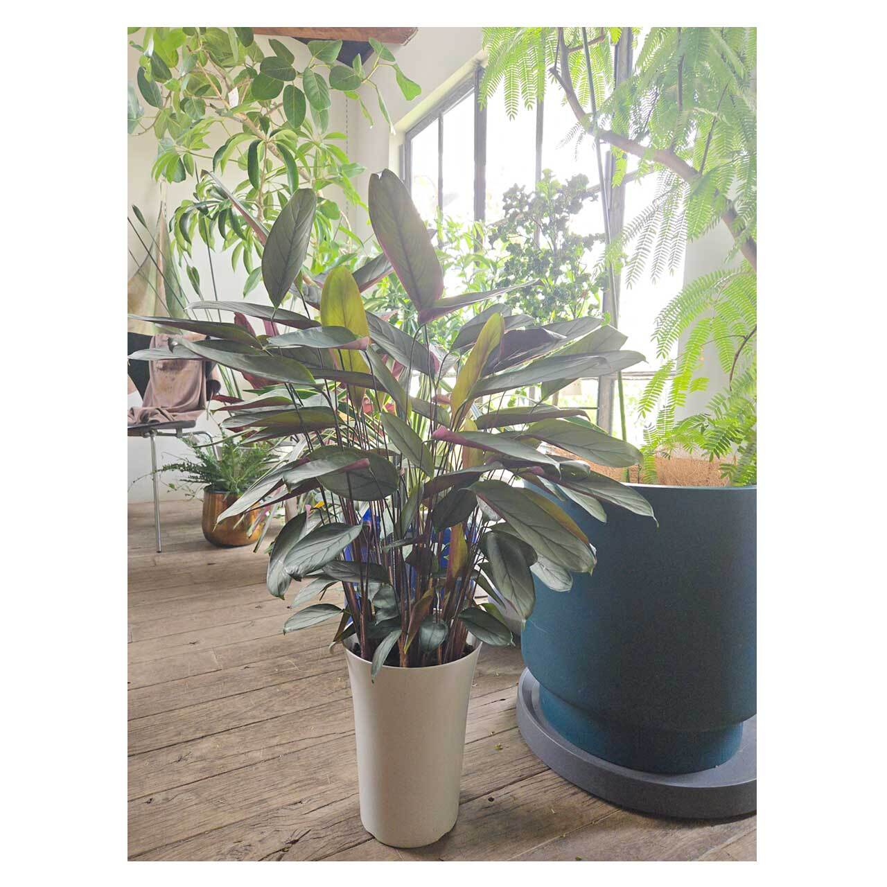 Ctenanthe setosa 'Grey Star' | Seeding