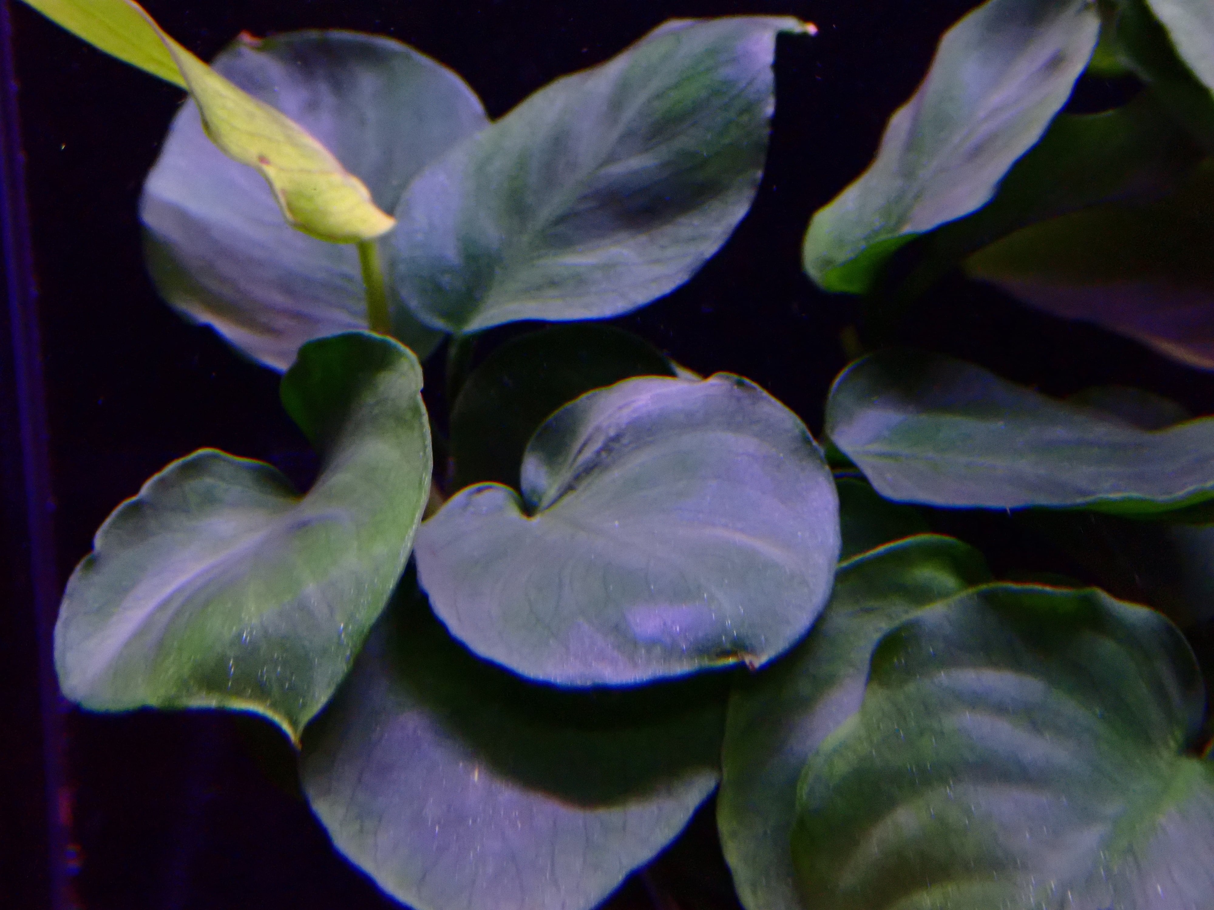 アヌビアス ナナ コインリーフ | AQUA SHOP sprout