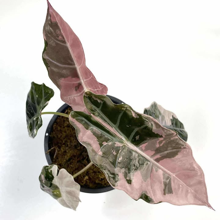 予約販売】 Alocasia Chantrieri Pink Albo｜アロカシア シャント