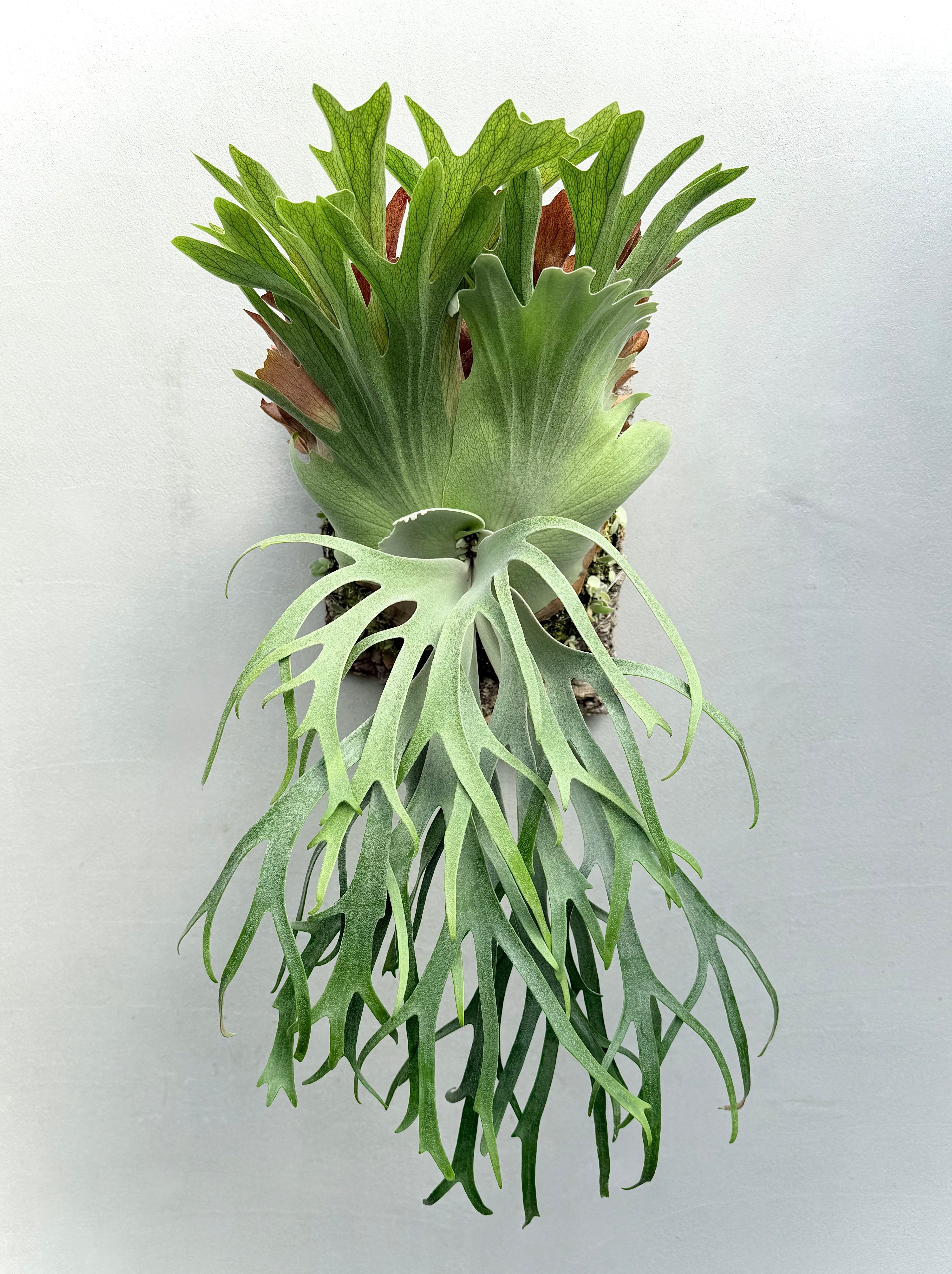 Platycerium_ビカクシダ | vandaka plants