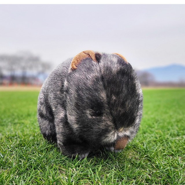 【限定50体】(送料無料)茶臼山動物園コモンウォンバットぬいぐるみ【ウォレス】