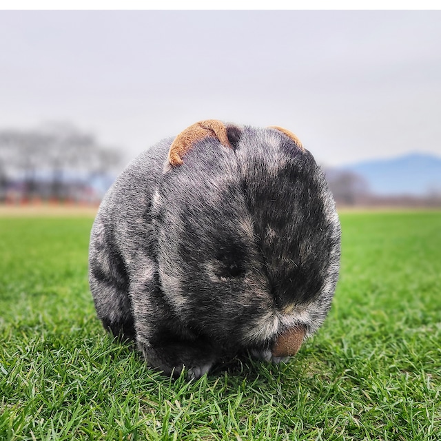 【限定50体】(送料無料)茶臼山動物園コモンウォンバットぬいぐるみ【ウォレス】