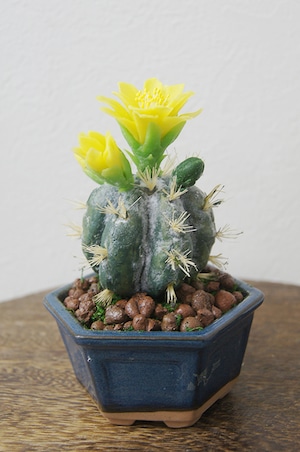 盆栽 サボテン Cactus Bonsai #86