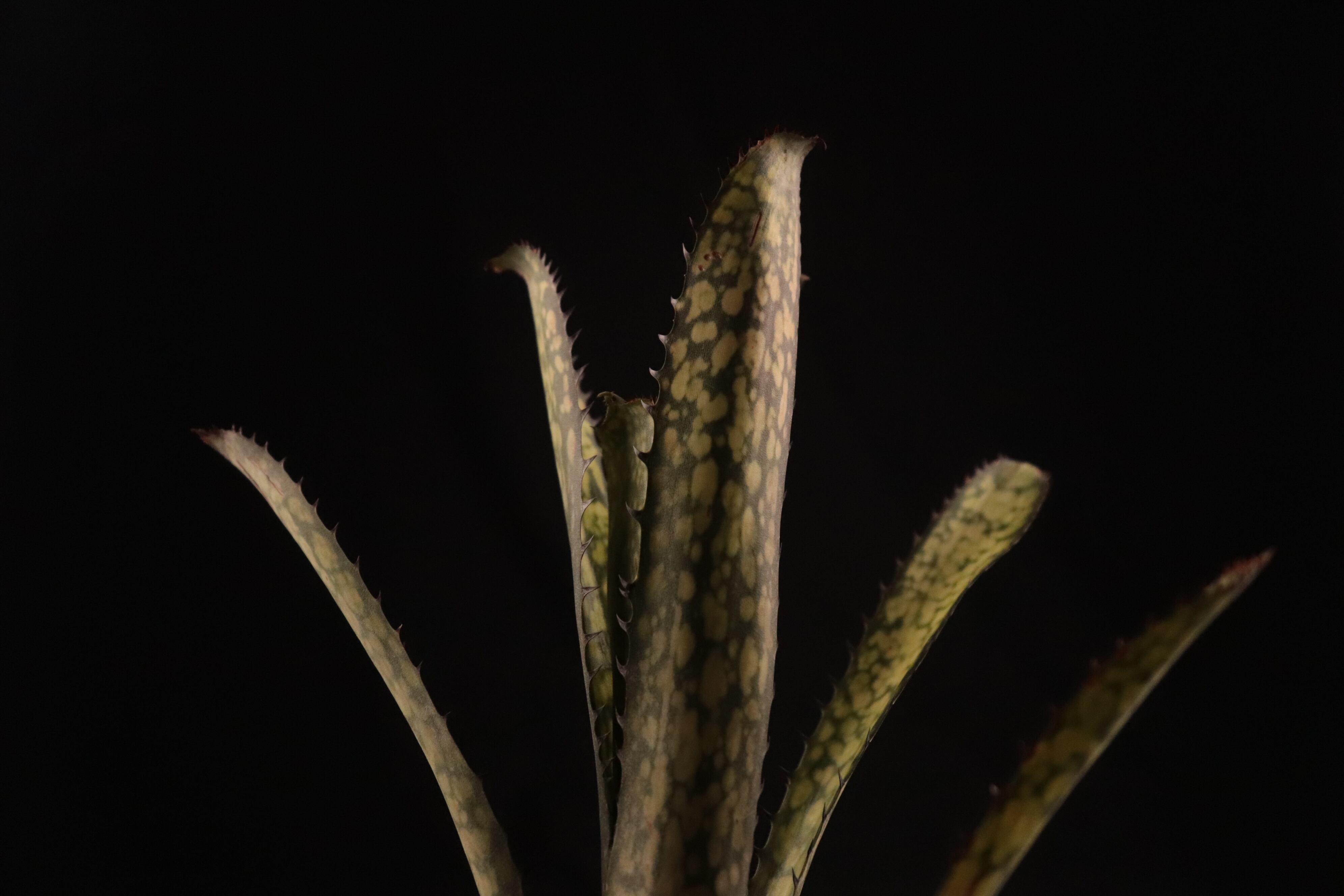 送料無料】Billbergia 'Kolan Apocalyptic' x 'Kolan Crunch