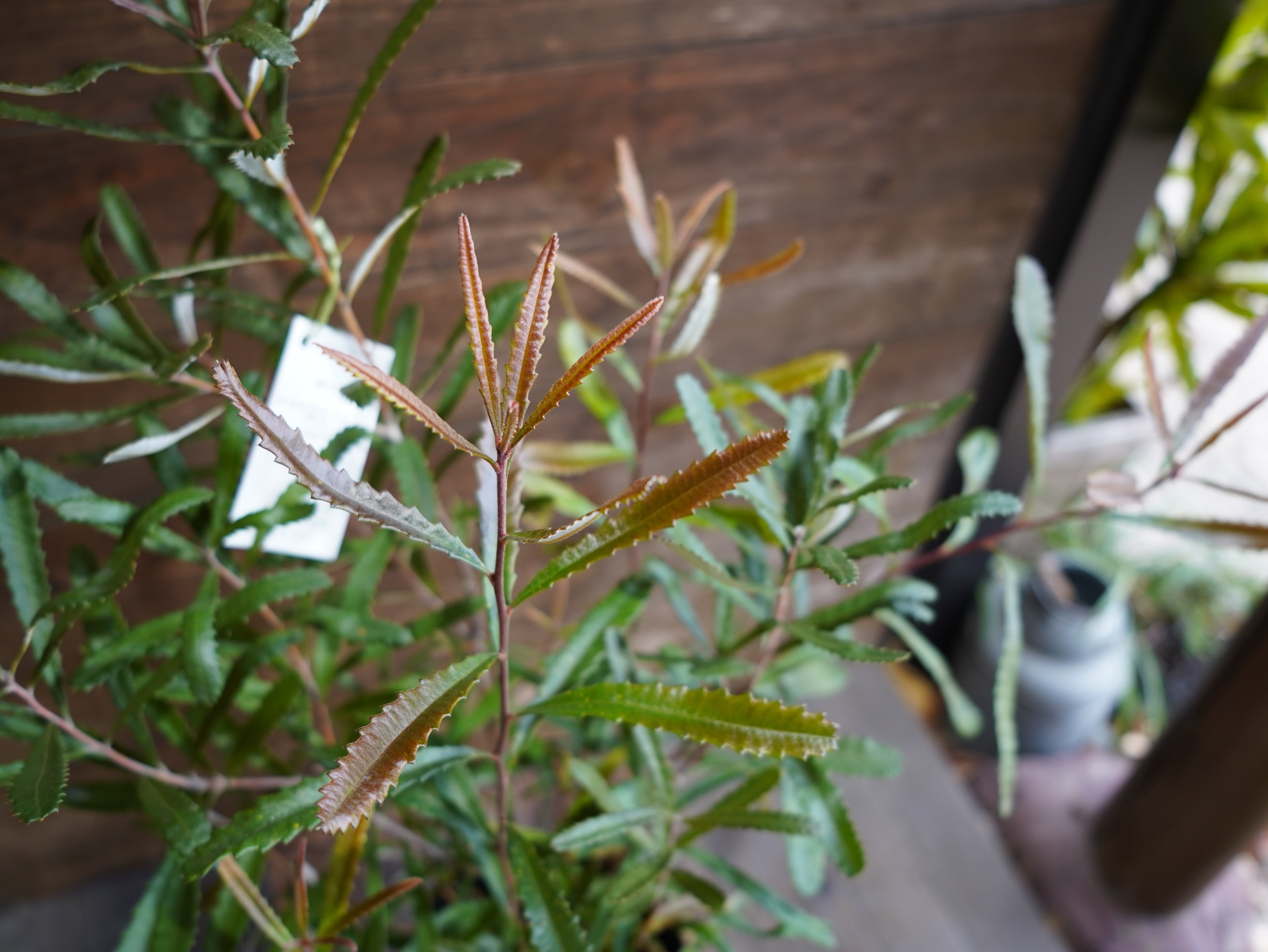 【現物】バンクシア　”オブロンギフォリア”　A