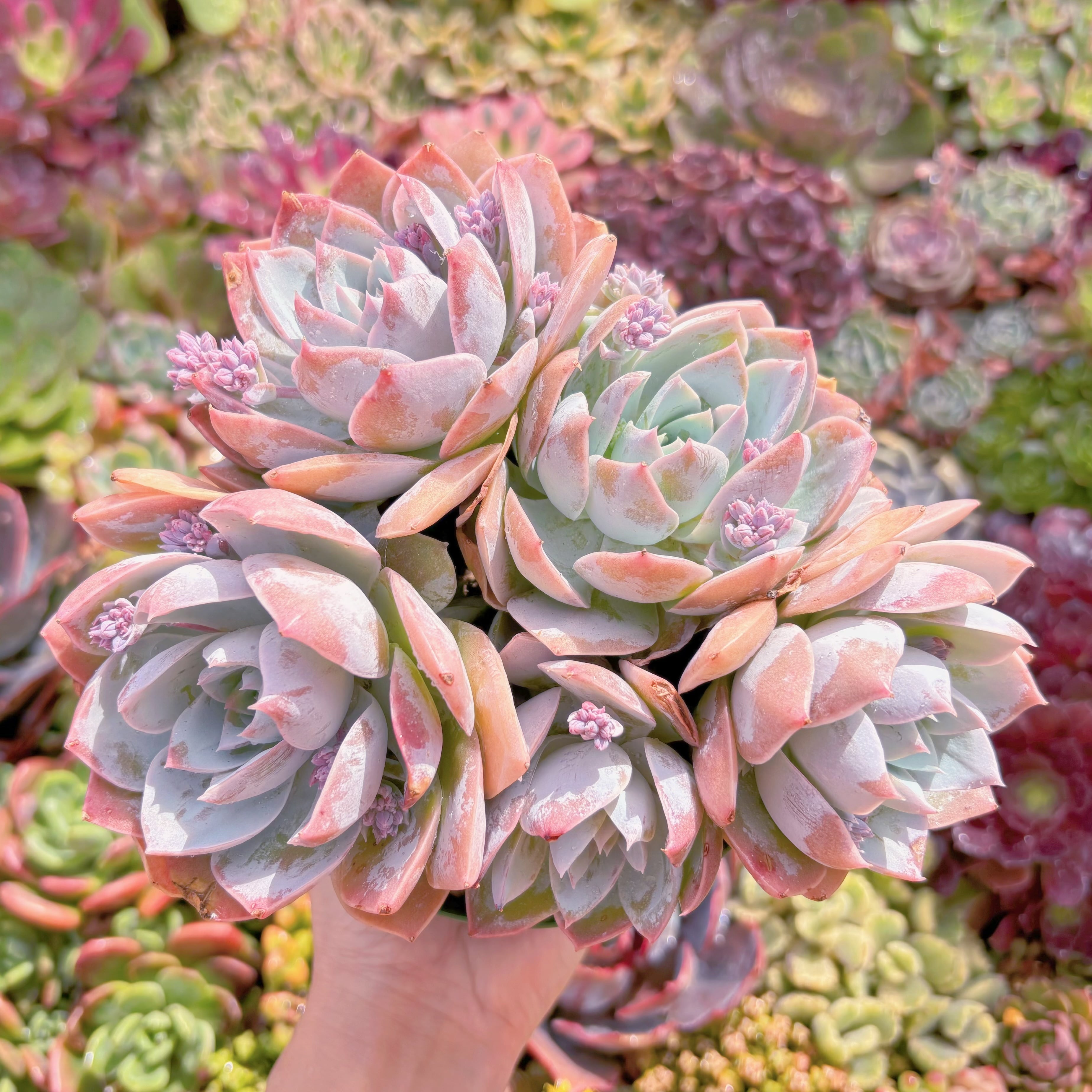 現品　Sedum suaveolens#F029　大群生　新入荷　るる農園