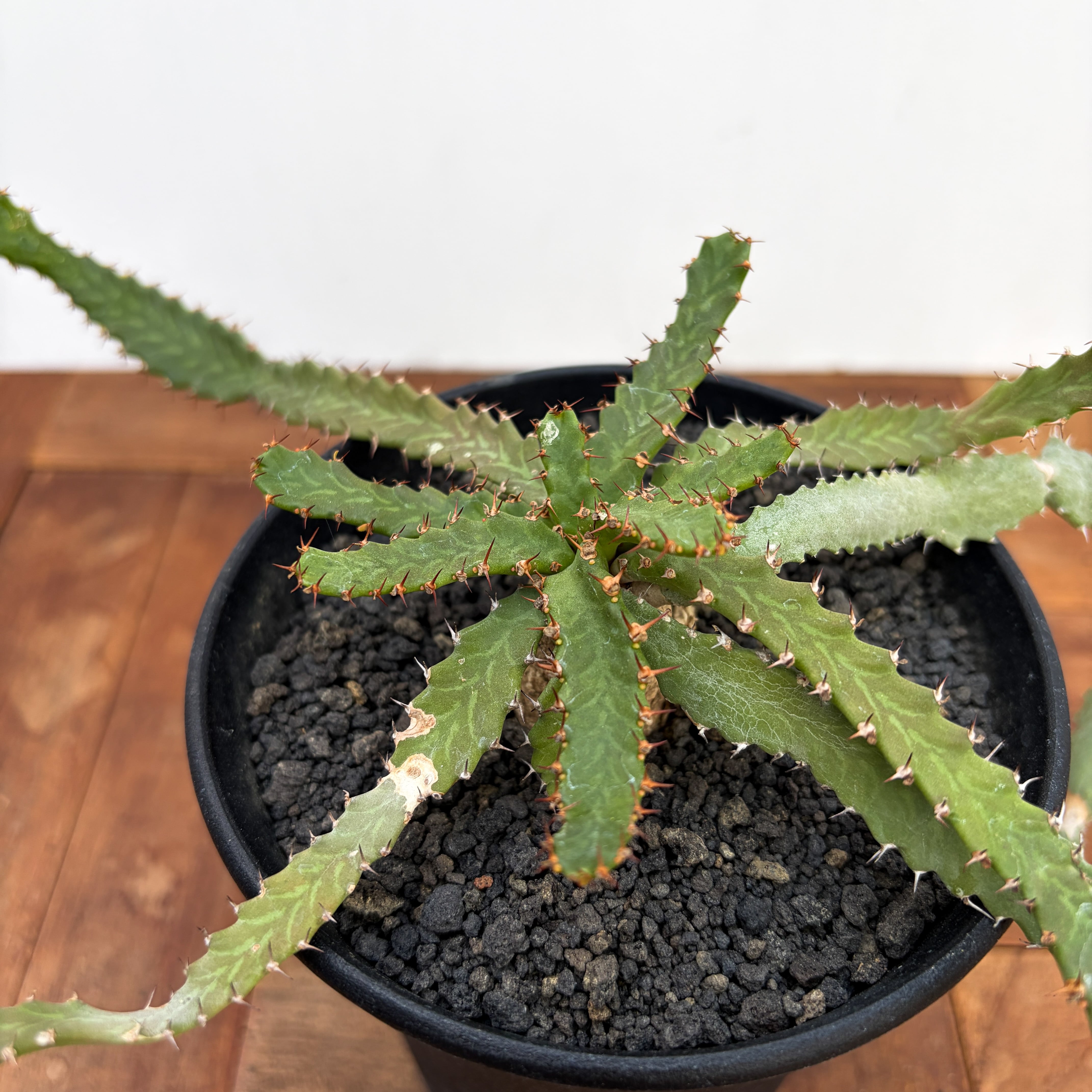 Euphorbia stellata【ユーフォルビア・飛竜・実生】 | RIMO'S GREEN