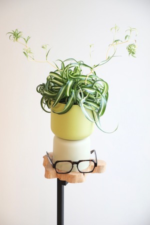 【M】オリヅルラン ボニー/Chlorophytum comosum Bonnie　※スチール鉢カバー付き