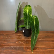【新着3日限定10%OFF】アンスリウム　ワロクアナム【562】