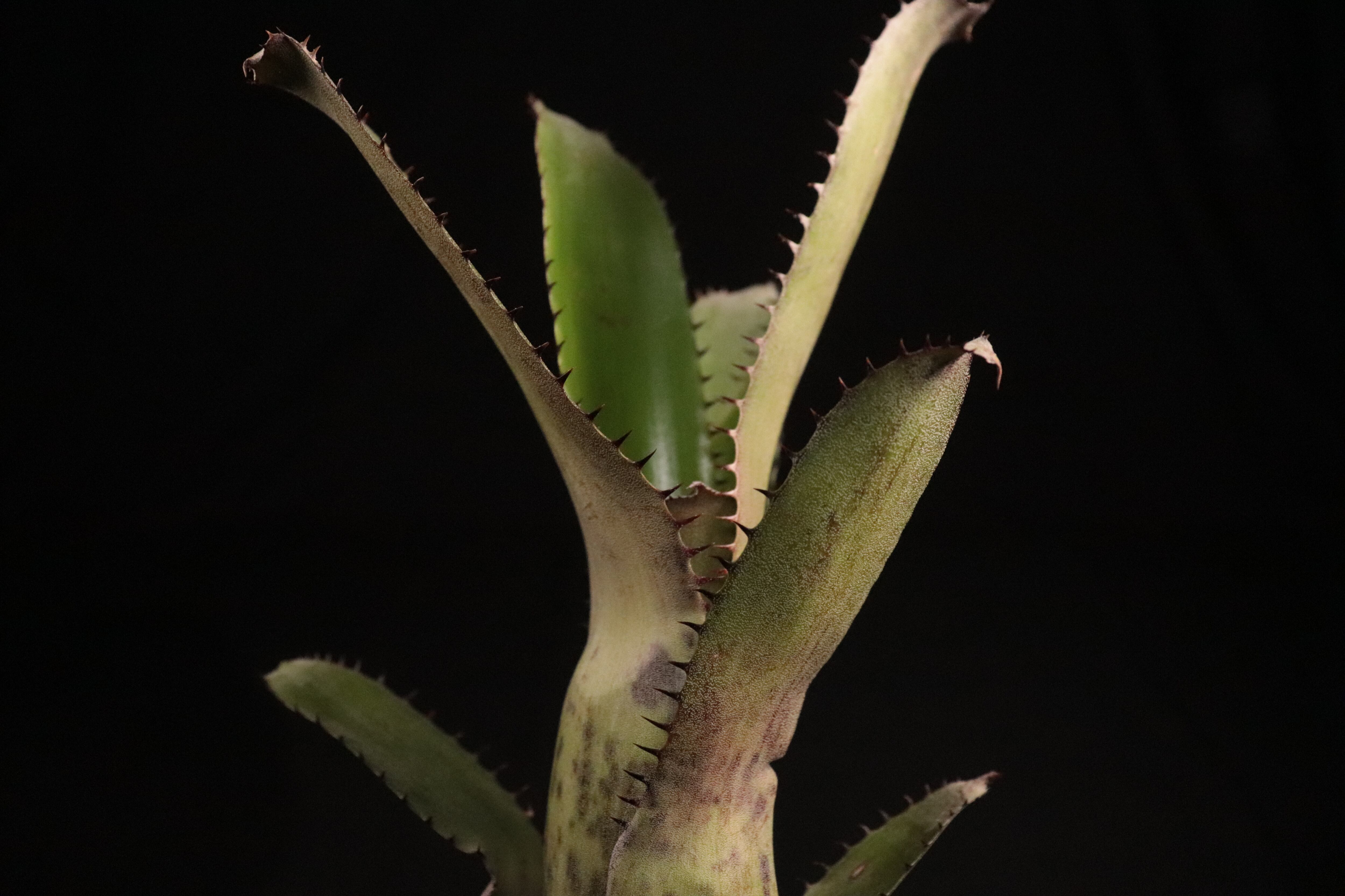 送料無料】Aechmea 'Jack'〔エクメア〕現品発送A0061 | plane plants