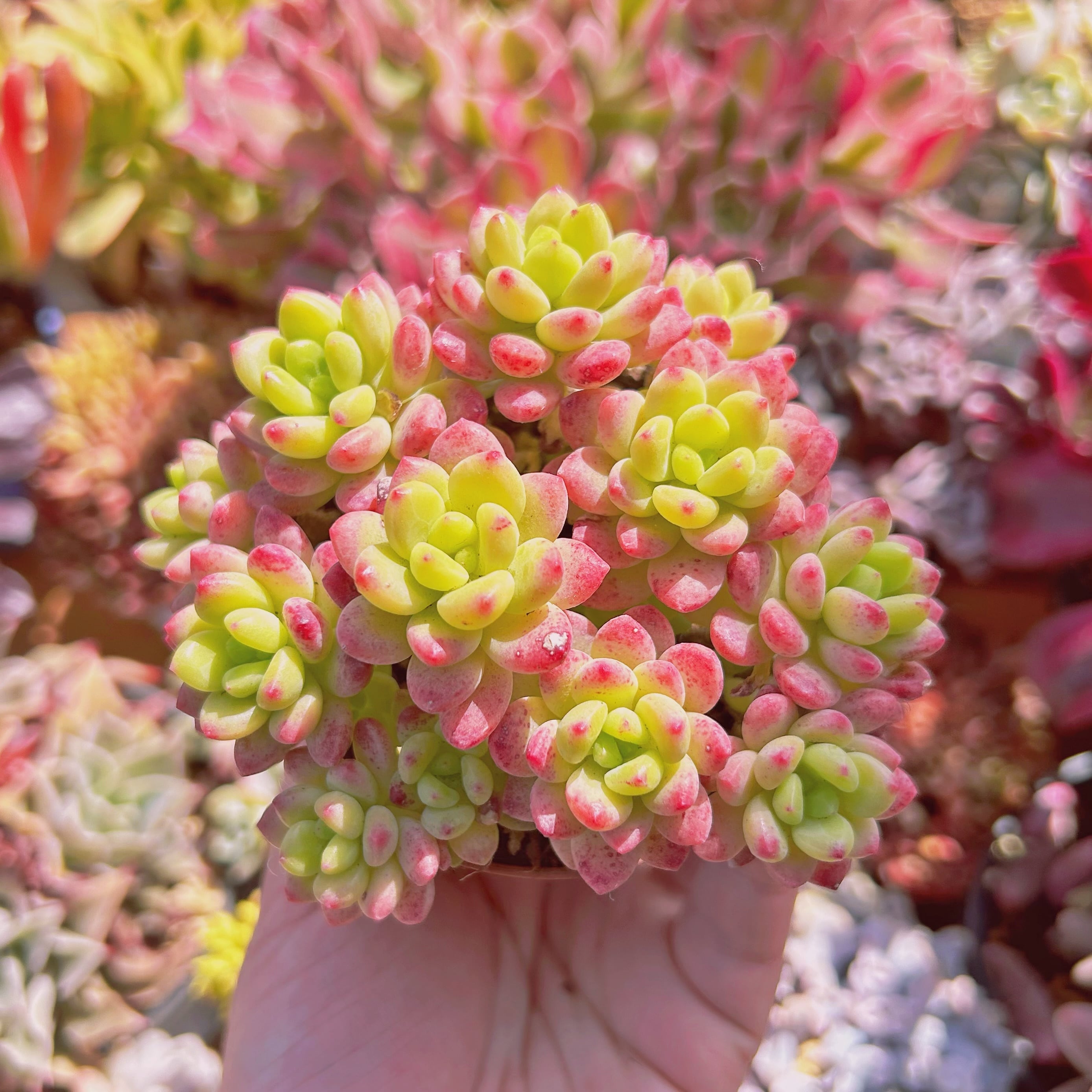 多肉植物　Sedum   シャングリラ   8頭以上　特大